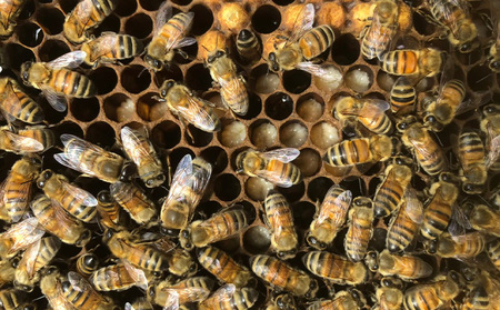 沖縄のやんばるで採れた非加熱はちみつ400g【Gentle Honey】 (200g×2個) 名護 なご 沖縄 おきなわ ハチミツ 県産 国産 自然 こだわり あまい 手作り 加工品 おいしい 美味しい はちみつ やんばる みつ 南国 まろやか 旨味