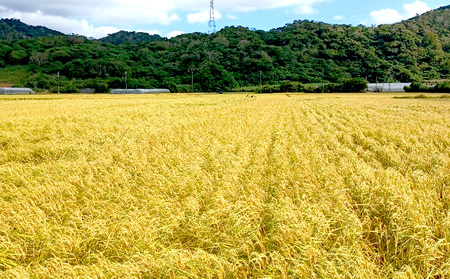 令和6年産　羽地米(ひとめぼれ)　5kg 名護 米 こめ おこめ 国産 沖縄 食品 おにぎり おいしい 独特 お取り寄せ 真空袋 食べ物 美味しい 自然 ご当地 県産 南国 なご 旨味