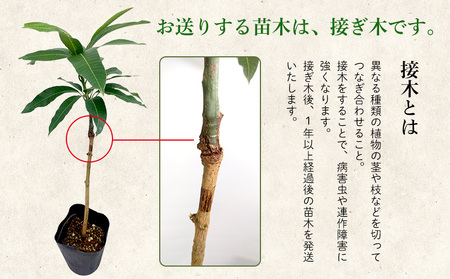 アップルマンゴー苗木3本(アーウィン種) アップル マンゴー 苗 お祝い アーウィン種 アーウィン 苗木 果物 果実 育てやすい インテリア 鉢植え 観葉植物 植物 観賞用 グリーン ギフト 贈り物 プレゼント 沖縄