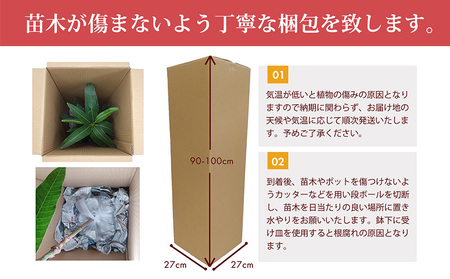 アップルマンゴー苗木3本(アーウィン種) アップル マンゴー 苗 お祝い アーウィン種 アーウィン 苗木 果物 果実 育てやすい インテリア 鉢植え 観葉植物 植物 観賞用 グリーン ギフト 贈り物 プレゼント 沖縄