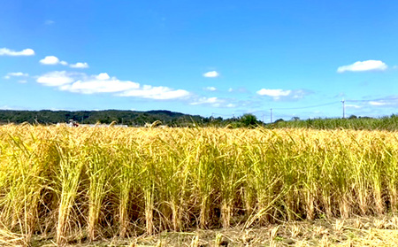 泉又米(いじゅまためー)精米3kg お米 稲 美味しい 新米 沖縄県 おきなわ 名護市 甘い ギフト プレゼント 贈り物 贈答 人気 おにぎり おかゆ リゾット ごはん ご飯 ライス おすすめ