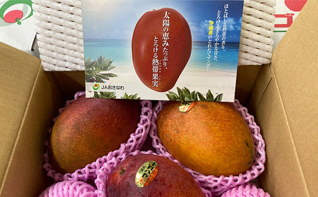 【2026年発送】【訳あり品】共選完熟マンゴー900g以上（2～4玉） 訳アリ マンゴー まんごー 果物 くだもの 果実 お取り寄せ 送料無料 沖縄県産 産地直送 アーウィン 人気 自分用 甘味 県産 ご当地 やんばる ふるさと納税