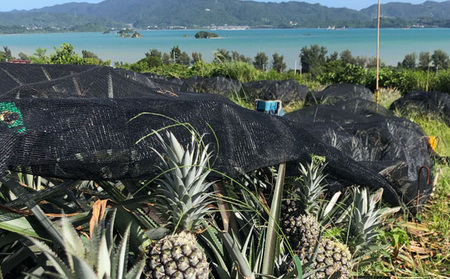 2026年【屋我地島 農家協同直売所】屋我地島のNパイン(N67-10)2kg以上(2~3玉) パイナップル 先行予約 沖縄 名護市 なご 厳選 こだわり 果物 くだもの パイン お取り寄せ トロピカルフルーツ 南国フルーツ フルーツ やんばる トロピカル 南国 N67-10 屋我地島 産地直送
