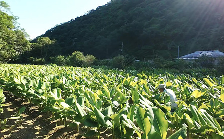 還元ウコン茶 沖縄 名護 飲料 お茶 紅茶 ティ おすすめ 人気 うっちん うこん 飲み物 ソフトドリンク やんばる 自然 健康 ギフト プレゼント 敬老の日 父の日 母の日