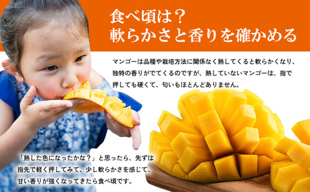 マンゴー【2026年発送】マンゴー家庭用 約1kg
