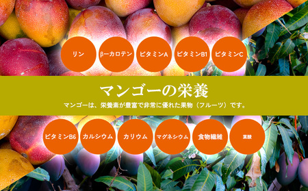 マンゴー【2026年発送】マンゴー家庭用 約1kg