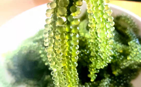 海ぶどう 茎無し海ぶどう 300g(たれ付き)