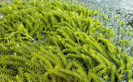 海ぶどう 茎無し海ぶどう 300g(たれ付き)