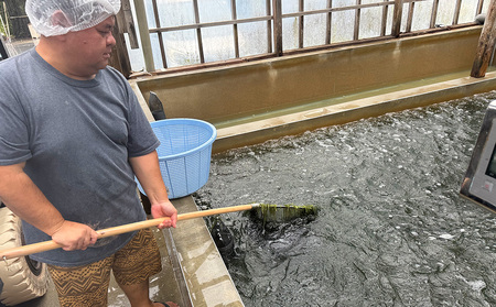 海ぶどう 茎無し海ぶどう 300g(たれ付き)