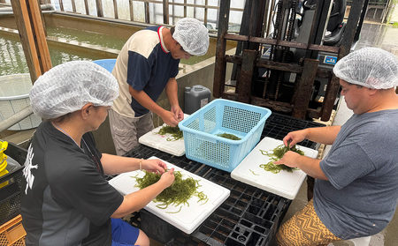 海ぶどう 茎無し海ぶどう 300g(たれ付き)