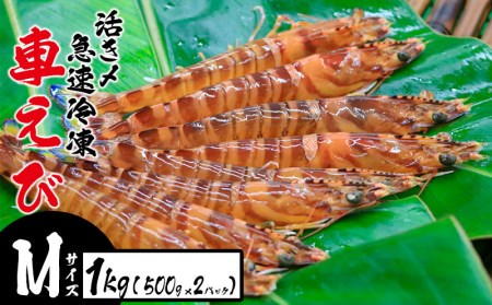 活き〆急速冷凍車えび【Mサイズ】　1Kg（500g×2パック） お刺身 塩焼き 天ぷら フライ 急速冷凍 エビ 鮮度 おせち 養殖 瞬間冷凍 甲殻類 海産物 うまみ 国産 県産 九州産 送料無料 海鮮 くるまえび 海老