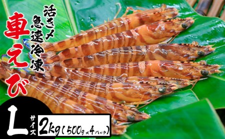 車えび 活き〆急速冷凍 車えび【Lサイズ】2kg