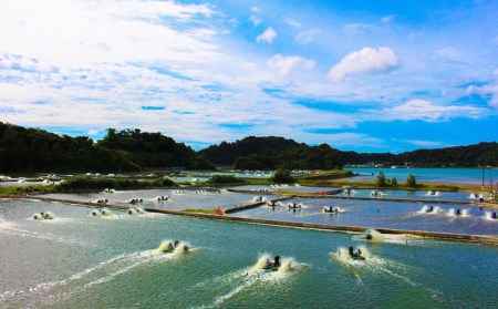 活き〆急速冷凍車えび【2Lサイズ】　500g エビ えび 海老 刺身 さしみ おせち 食材 食べ物 海産物 海産 国産 沖縄 名護 くるまえび お取り寄せ うまみ 九州産 甲殻類 送料無料 冷凍