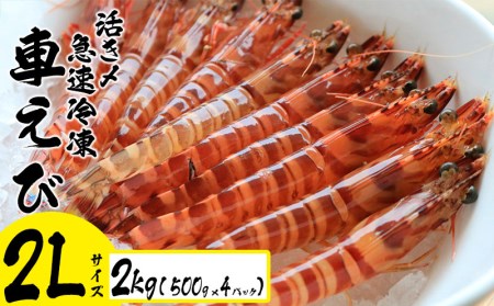 車海老 活き〆急速冷凍車えび【2L】2kg