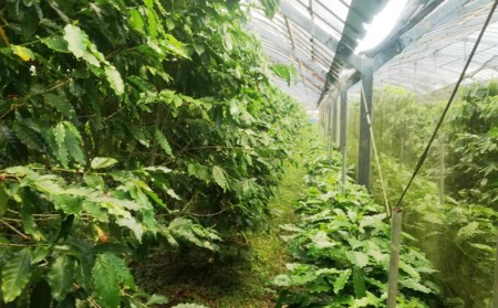 【100%名護市産】コーヒー(粉)100g×2袋