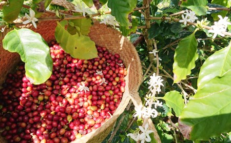 【100%名護市産】コーヒー(粉)100g×2袋