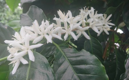 【100%名護市産】コーヒー(粉)100g×2袋