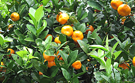 【勝山シークヮーサー青切り・完熟】 300ml×2本 100％果汁 沖縄 おきなわ くだもの 果物 果実 おすすめ お取り寄せ しーくわーさー 名護市 青切り 完熟 飲み物 話題 ドリンク ノビレチン 加工品 人気 送料無料 お土産 ギフト