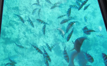 元気いっぱいのお魚を観察！グラス底ボート　大人2名様【ブセナ海中公園】