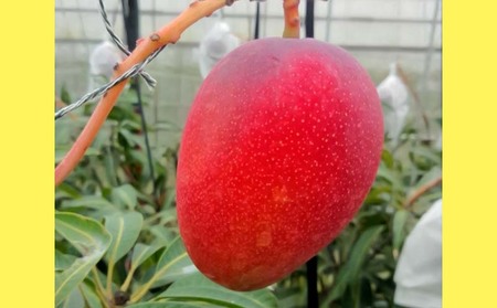 マンゴー 2026年発送【ファーム又吉】家庭で楽しむアップルマンゴー 約2kg