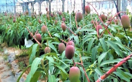 マンゴー 2026年発送【ファーム又吉】家庭で楽しむアップルマンゴー 約2kg