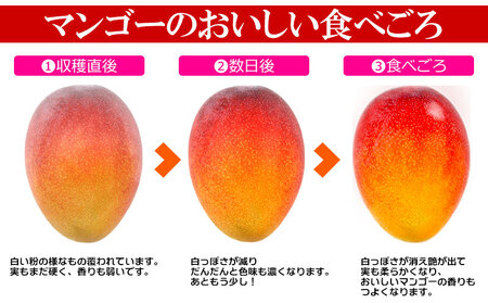 2024年発送【きなマンゴー園】アップルマンゴー　家庭用1.5kg 先行予約