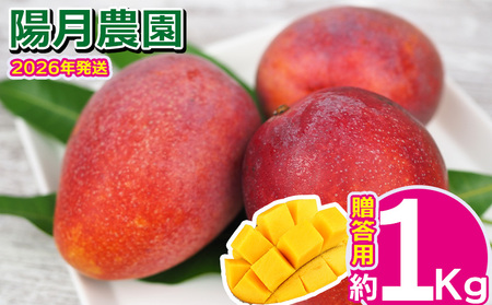 2026年発送【陽月農園】 贈答用マンゴー 約1kg フルーツ 果物 期間限定