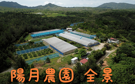 2026年発送【陽月農園】　贈答用マンゴー 約2kg 期間限定 数量限定 先行予約 フルーツ 果物 南国 プレゼント お土産 おみやげ ギフト くだもの 季節 おきなわ 青果 デザート おすすめ 人気 冷蔵 夏 スイーツ