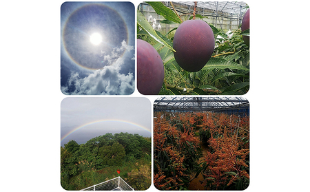 2026年発送【陽月農園】　贈答用マンゴー 約2kg 期間限定 数量限定 先行予約 フルーツ 果物 南国 プレゼント お土産 おみやげ ギフト くだもの 季節 おきなわ 青果 デザート おすすめ 人気 冷蔵 夏 スイーツ