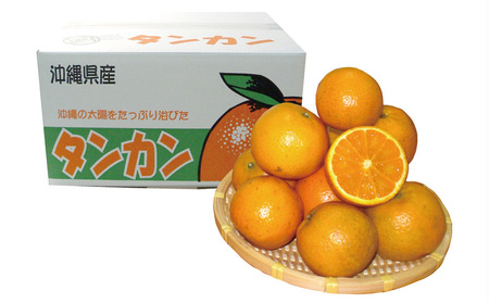タンカン 【2026年発送】タンカン 約5kg 名護パイン園