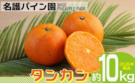 タンカン 【2026年発送】タンカン 約10kg 名護パイン園