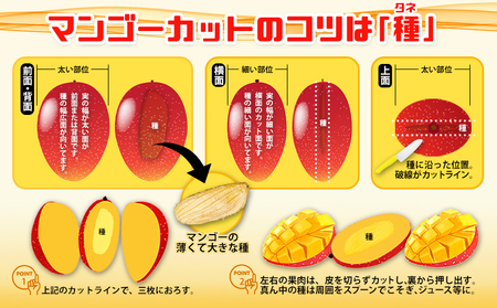 2024年発送　崎原さんの　優品　アップルマンゴー　約1kg