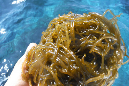 「イトサン」 生もずく 1.5kg ( 500g ×3袋) もずく 沖縄 もずく 生 モズク 沖縄産 沖縄県産 冷蔵 冷凍 腸活 食物繊維 ミネラル カルシウム フコイダン 血糖値 対策 ダイエット 健康 食材 生活習慣病 予防 もずく酢 みそ汁 沖縄県 糸満市