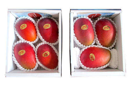 【 先行予約 2026年 発送 】 高安マンゴー園 贈答用 F・Dマースマンゴー糸満 2kg (3~6玉) 沖縄県産 マンゴー アップルマンゴー アーウィンマンゴー 完熟マンゴー 果物 くだもの フルーツ 沖縄 お取り寄せ ギフト 贈答品 産地直送 農家直送 糸満市