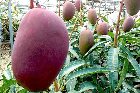 【 先行予約 2026年 発送 】 高安マンゴー園 贈答用 F・Dマースマンゴー糸満 2kg (3~6玉) 沖縄県産 マンゴー アップルマンゴー アーウィンマンゴー 完熟マンゴー 果物 くだもの フルーツ 沖縄 お取り寄せ ギフト 贈答品 産地直送 農家直送 糸満市