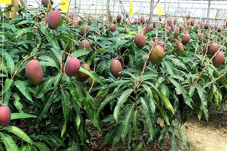 【 先行予約 2026年 発送 】 高安マンゴー園 贈答用 F・Dマースマンゴー糸満 2kg (3~6玉) 沖縄県産 マンゴー アップルマンゴー アーウィンマンゴー 完熟マンゴー 果物 くだもの フルーツ 沖縄 お取り寄せ ギフト 贈答品 産地直送 農家直送 糸満市