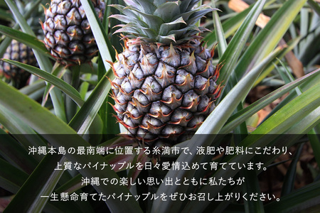 【2026年発送】パイナップル ハッピーパイン1玉 幻のパイナップル