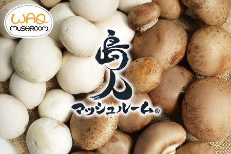 マッシュルーム 島人マッシュルームセット（ジャンボ×1ホワイト・ブラウン各100gセット