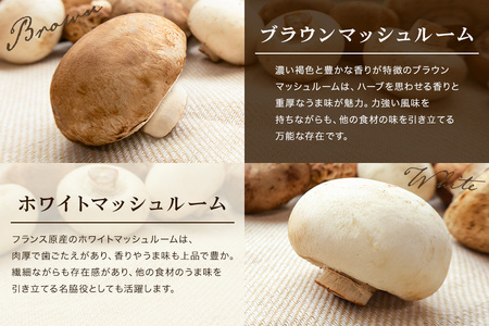 マッシュルーム sd1_dce7434e80c5a9c9f11c7594bd