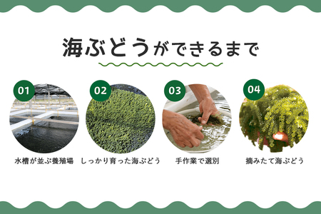 朝採れ! ぷちぷち 海ぶどう 小分け セット 200g 沖縄県産 海ブドウ たれ付き 無着色 沖縄 特産品 沖縄グルメ 海の宝石 海藻 海ぶどう丼 サラダ おつまみ おかず 沖縄料理 常温保存 贈答用 ギフト 産地直送 沖縄県 糸満市