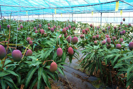 【2024年発送】カネシロマンゴー農園の完熟マンゴー約1kg（贈答用）