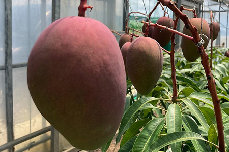 【2024年発送】沖縄の太陽を浴びた芳醇なマンゴー 2kg（ご家庭用）