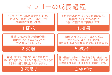 【 先行予約 2025年 発送 】 沖縄県知事賞4度受賞 サンフルーツ糸満 マンゴー 1kg アップルマンゴー アーウィンマンゴー 国産 完熟マンゴー 果物 南国 くだもの フルーツ 完熟 夏 旬 特産品 沖縄 お取り寄せ お土産 甘い 濃厚 沖縄県 糸満市