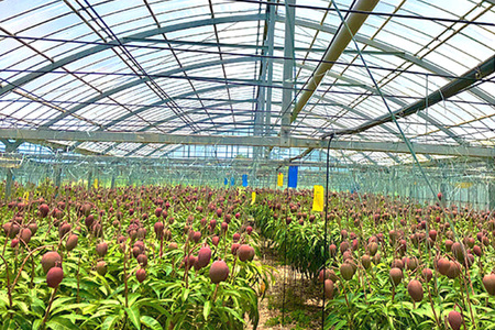 【 先行予約 2026年 発送 】 沖縄県産 マンゴー 『極み。』2kg 山城マンゴー屋 アップルマンゴー アーウィンマンゴー 国産 完熟マンゴー 果物 南国 くだもの フルーツ 完熟 夏 旬 沖縄 お取り寄せ 産地直送 農家直送 甘い 濃厚 糸満市