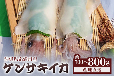 沖縄の漁師まちからお届け!糸満産 ケンサキイカ 700g ～ 800g イカ いか 冷凍 真空パック 水揚げ 急速冷凍 沖縄 産地直送 新鮮 イカ刺身 煮付け 魚介 海鮮 海の幸 刺身 イカフライ 姿焼き いかめし イカ刺 イカ飯 イカ焼き 剣先イカ 沖縄県 糸満市