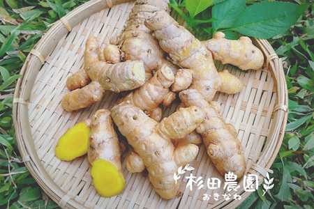 沖縄県 糸満産 春ウコン 粉末 200g ( 100g x 2個 ) セット ウコン 栽培期間中農薬除草剤不使用 粉末タイプ うこん 姜黄 キョウオウ ウコンパウダー パウダー 粉 ウコン粉末 お酒 アルコール 肝臓 ターメリック クルクミン 健康食品 沖縄県 糸満市