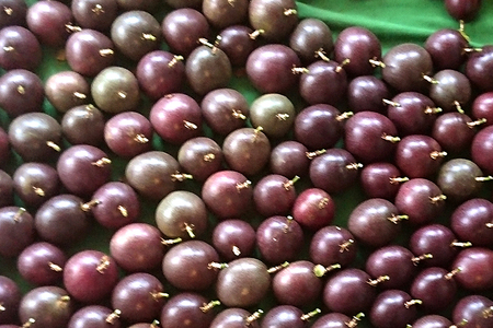 【2026年発送】金城さんが育てた　沖縄県産パッションフルーツ　1kg