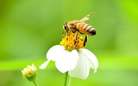 コハマのハチミツ 200g 5本セット 国産 はちみつ ハチミツ 蜂蜜 hatimitu ハニー HONEY 蜜 さし草 プロポリス 生ローヤルゼリー  詰め合わせ 食べ比べ 小分け お試し グルメ ギフト セット 内祝い 沖縄 | 沖縄県沖縄市 | ふるさと納税サイト「ふるなび」