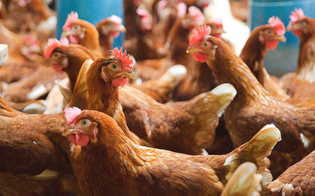 スープ 【腸活スープ】無塩 ボーンブロス (150ml×14袋)   BCAK006 レトルト