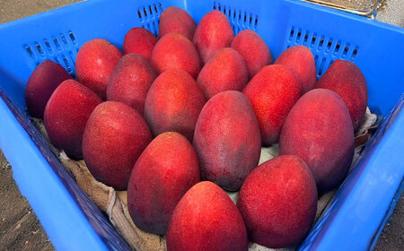 フルーツ 【優秀賞受賞】沖縄県産 完熟 マンゴー 訳あり 2kg (3-5玉) BCAN004